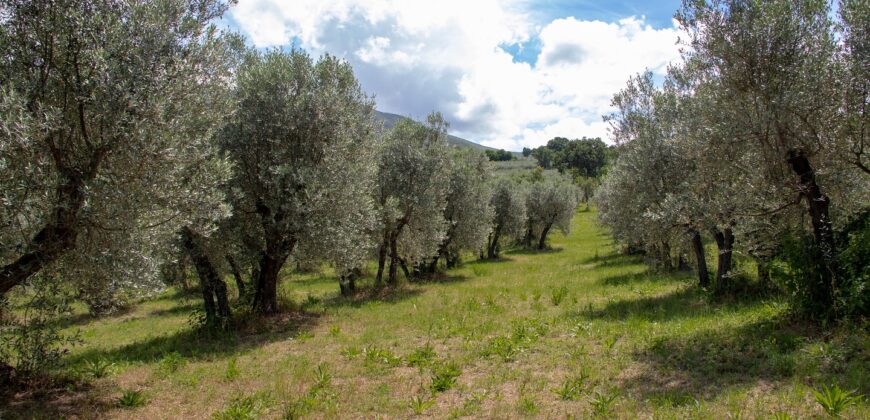 BELLISSIMA PROPRIETA’ CON 8 ETTARI DI TERRENO – Rif. 5mon