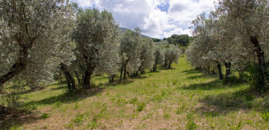 BELLISSIMA PROPRIETA’ CON 8 ETTARI DI TERRENO – Rif. 5mon