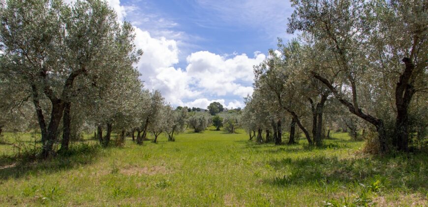 BELLISSIMA PROPRIETA’ CON 8 ETTARI DI TERRENO – Rif. 5mon