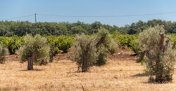 ANTICO PODERE IN PIETRA CON TERRENO DI 2,7 ETTARI