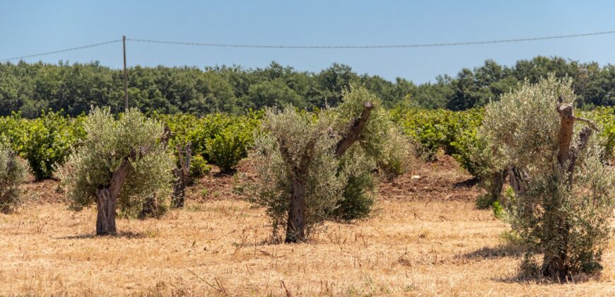 ANTICO PODERE IN PIETRA CON TERRENO DI 2,7 ETTARI