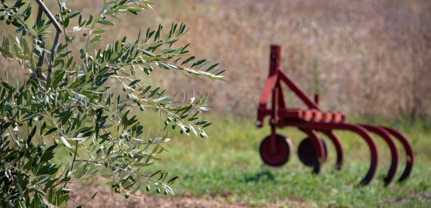 PANORAMICO ULIVETO CON MAGAZZINO – Rif. 10alv